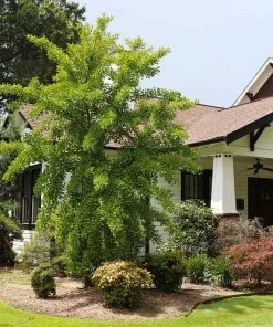 Fast Growing Trees Ginkgo Trees Autumn Gold Ginkgo Tree 9 Fast Growing Trees Ginkgo Trees Autumn Gold Ginkgo Tree