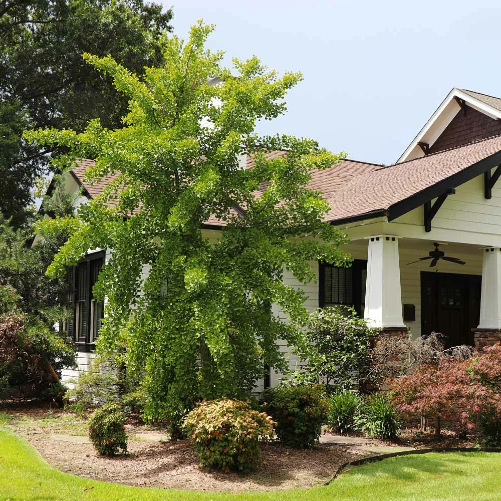 Fast Growing Trees Ginkgo Trees Autumn Gold Ginkgo Tree 5 Fast Growing Trees Ginkgo Trees Autumn Gold Ginkgo Tree