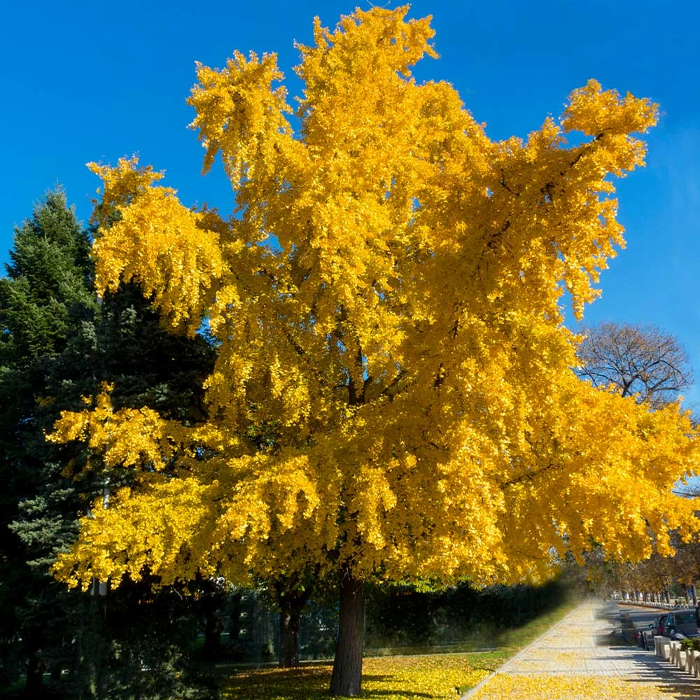Fast Growing Trees Ginkgo Trees Autumn Gold Ginkgo Tree 4 Fast Growing Trees Ginkgo Trees Autumn Gold Ginkgo Tree