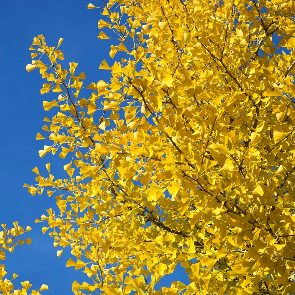 Fast Growing Trees Ginkgo Trees Autumn Gold Ginkgo Tree 7 Fast Growing Trees Ginkgo Trees Autumn Gold Ginkgo Tree