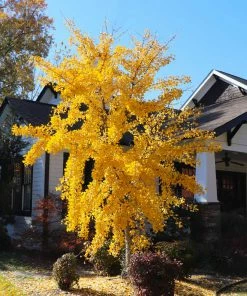 Fast Growing Trees Ginkgo Trees Autumn Gold Ginkgo Tree 10 Fast Growing Trees Ginkgo Trees Autumn Gold Ginkgo Tree