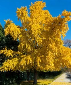 Fast Growing Trees Ginkgo Trees Autumn Gold Ginkgo Tree