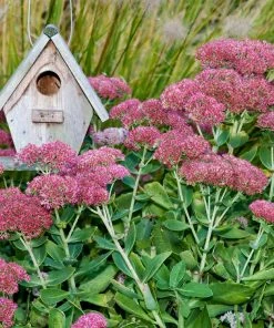 Fast Growing Trees See All Shrubs & Hedges Autumn Joy Sedum