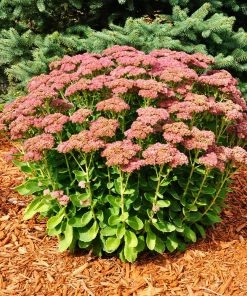 Fast Growing Trees See All Shrubs & Hedges Autumn Joy Sedum