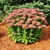 Fast Growing Trees See All Shrubs & Hedges Autumn Joy Sedum