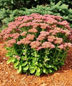 Fast Growing Trees See All Shrubs & Hedges Autumn Joy Sedum