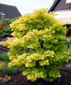 Fast Growing Trees Autumn Moon Japanese Maple Shop Colorful Maple Trees