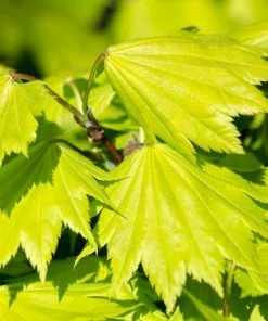 Fast Growing Trees Autumn Moon Japanese Maple Shop Colorful Maple Trees 7 Fast Growing Trees Autumn Moon Japanese Maple Shop Colorful Maple Trees