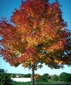 Fast Growing Trees Ash Trees Autumn Purple Ash Tree
