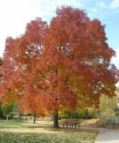 Fast Growing Trees Ash Trees Autumn Purple Ash Tree