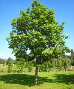 Fast Growing Trees Ash Trees Autumn Purple Ash Tree