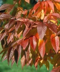 Fast Growing Trees Ash Trees Autumn Purple Ash Tree