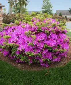 Fast Growing Trees Autumn Royalty® Encore® Azalea