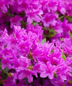 Fast Growing Trees Autumn Royalty® Encore® Azalea