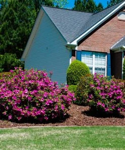 Fast Growing Trees Autumn Royalty® Encore® Azalea