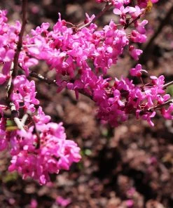 Fast Growing Trees Avondale Redbud Tree