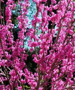Fast Growing Trees Avondale Redbud Tree