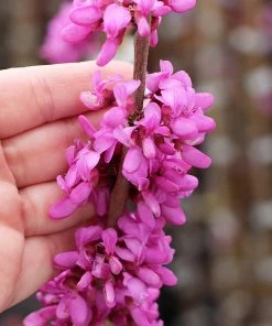 Fast Growing Trees Avondale Redbud Tree