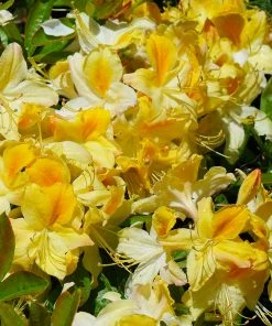 Fast Growing Trees Lemon Lights Azalea Shrub Azalea Shrubs