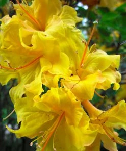 Fast Growing Trees Lemon Lights Azalea Shrub Azalea Shrubs