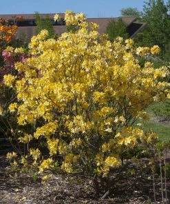 Fast Growing Trees Lemon Lights Azalea Shrub Azalea Shrubs