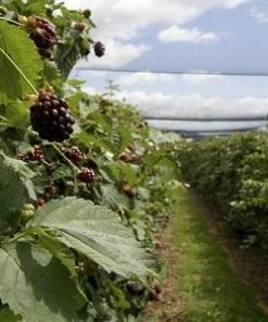 Fast Growing Trees Groundcover & Vines Boysenberry Bush - Thornless
