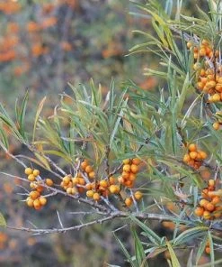 Fast Growing Trees Sea Buckthorn Most Cold Hardy