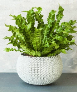 Fast Growing Trees Low Light House Plants Bird's Nest Fern