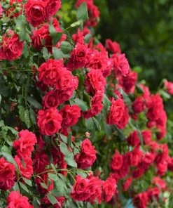 Fast Growing Trees Blaze Improved Climbing Rose