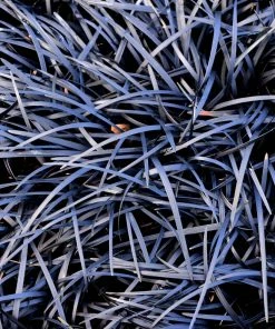 Fast Growing Trees Black Mondo Grass 8 Fast Growing Trees Black Mondo Grass