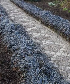 Fast Growing Trees Black Mondo Grass