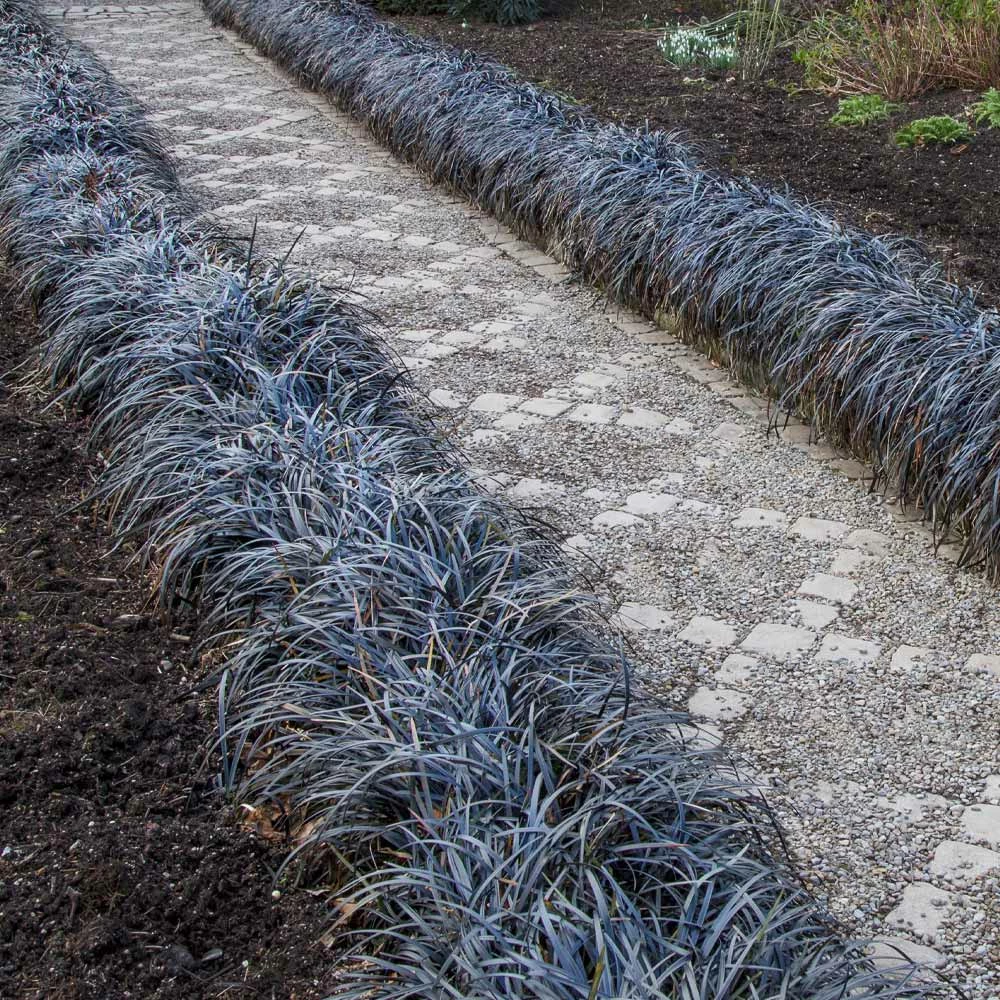 Fast Growing Trees Black Mondo Grass 4 Fast Growing Trees Black Mondo Grass