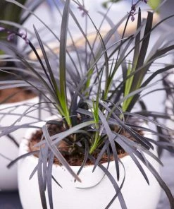 Fast Growing Trees Black Mondo Grass 9 Fast Growing Trees Black Mondo Grass