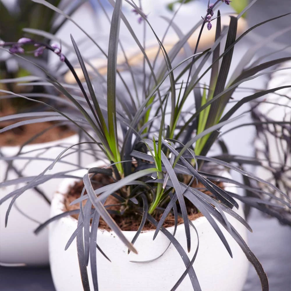 Fast Growing Trees Black Mondo Grass 6 Fast Growing Trees Black Mondo Grass