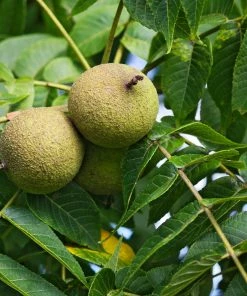 Fast Growing Trees Nut Trees Black Walnut Tree