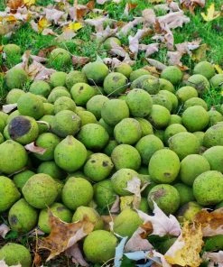 Fast Growing Trees Nut Trees Black Walnut Tree