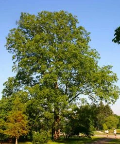 Fast Growing Trees Nut Trees Black Walnut Tree