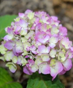 Fast Growing Trees Hydrangea Shrubs Endless Summer® BloomStruck® Hydrangea Shrub