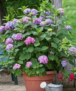 Fast Growing Trees Hydrangea Shrubs Endless Summer® BloomStruck® Hydrangea Shrub