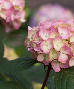 Fast Growing Trees Hydrangea Shrubs Endless Summer® BloomStruck® Hydrangea Shrub