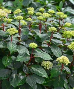 Fast Growing Trees Hydrangea Shrubs Endless Summer® BloomStruck® Hydrangea Shrub