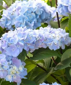 Fast Growing Trees Hydrangea Shrubs Blue Enchantress® Hydrangea 9 Fast Growing Trees Hydrangea Shrubs Blue Enchantress® Hydrangea