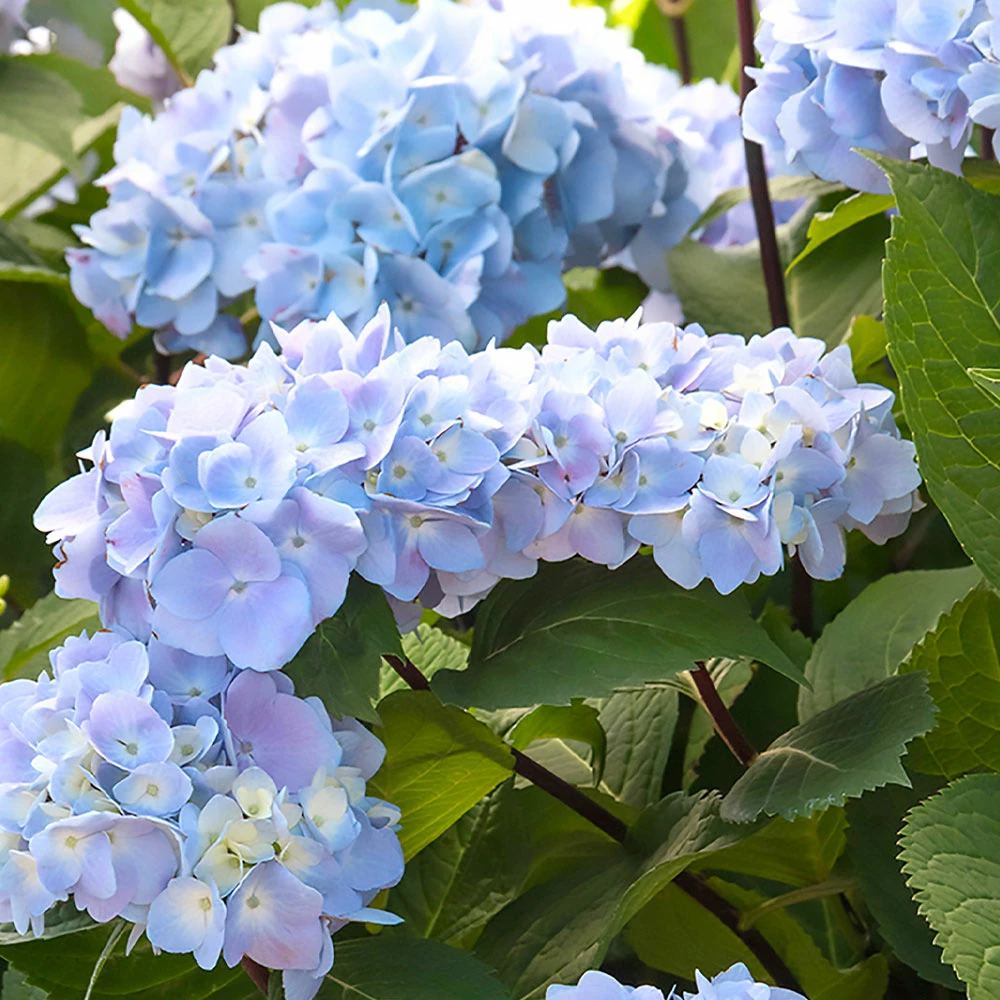 Fast Growing Trees Hydrangea Shrubs Blue Enchantress® Hydrangea 5 Fast Growing Trees Hydrangea Shrubs Blue Enchantress® Hydrangea