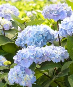Fast Growing Trees Hydrangea Shrubs Blue Enchantress® Hydrangea 10 Fast Growing Trees Hydrangea Shrubs Blue Enchantress® Hydrangea