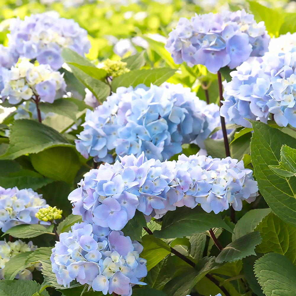 Fast Growing Trees Hydrangea Shrubs Blue Enchantress® Hydrangea 6 Fast Growing Trees Hydrangea Shrubs Blue Enchantress® Hydrangea