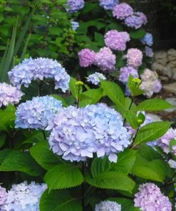 Fast Growing Trees Hydrangea Shrubs Blue Enchantress® Hydrangea