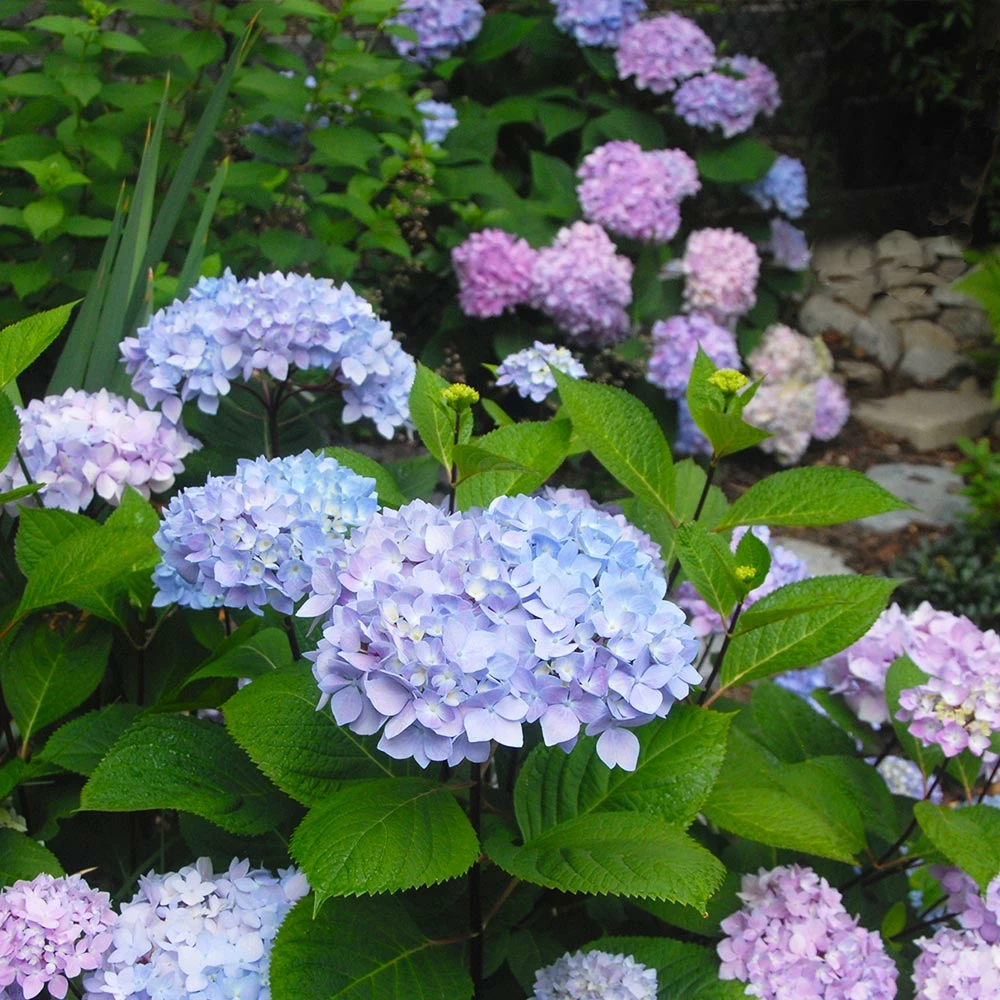 Fast Growing Trees Hydrangea Shrubs Blue Enchantress® Hydrangea 4 Fast Growing Trees Hydrangea Shrubs Blue Enchantress® Hydrangea