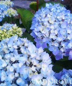 Fast Growing Trees Hydrangea Shrubs Blue Enchantress® Hydrangea 11 Fast Growing Trees Hydrangea Shrubs Blue Enchantress® Hydrangea