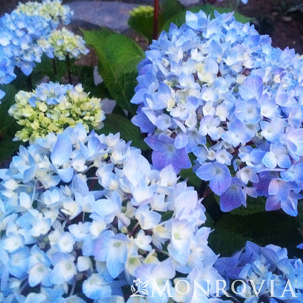Fast Growing Trees Hydrangea Shrubs Blue Enchantress® Hydrangea 7 Fast Growing Trees Hydrangea Shrubs Blue Enchantress® Hydrangea