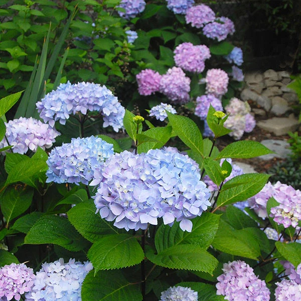 Fast Growing Trees Hydrangea Shrubs Blue Enchantress® Hydrangea 3 Fast Growing Trees Hydrangea Shrubs Blue Enchantress® Hydrangea